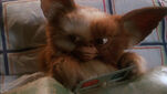 Gizmo with 3D glasses.