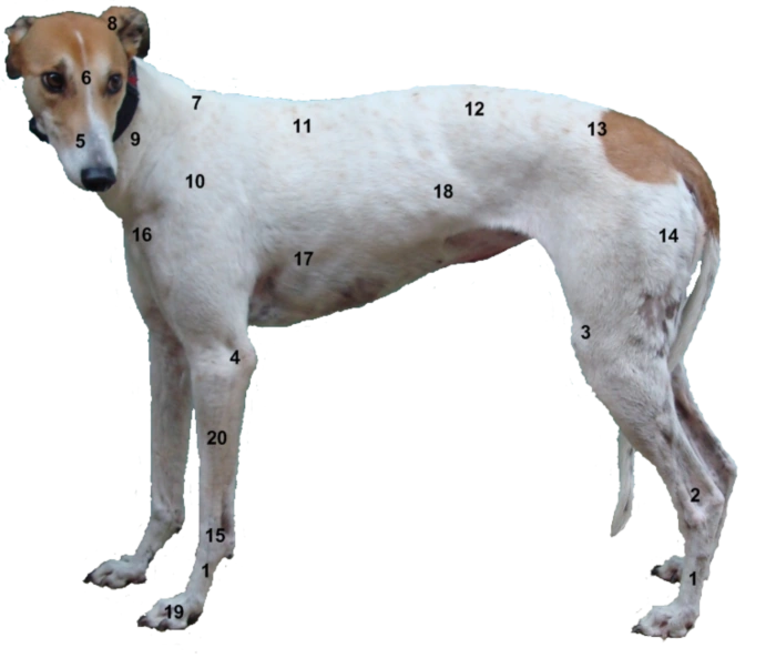 Anatomy Greyhound Wiki Fandom