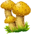 Cheshuichatka max