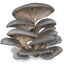 Вешенки
