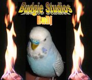 BudgieStudioslogo