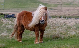 Shetland-pony