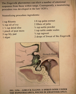 Diagram of Geruck Gland from Rosalee's Book