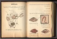 ترجمه درمان بیماری کوری رودخانه