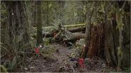 Escena del crimen