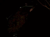 Bad Night