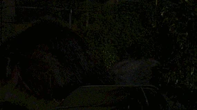 505-The Rat King rises