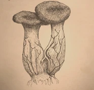 Vollige Verzweiflung