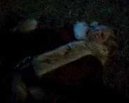 308-Krampus retracts.gif (6,51 МБ)