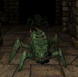 Giant beetle ig