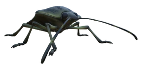 Stinkbug