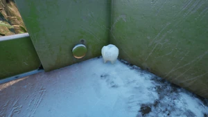 Milk Molar UpGrass11