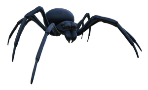 Black Widow