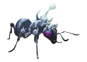 Infected Ant Queen