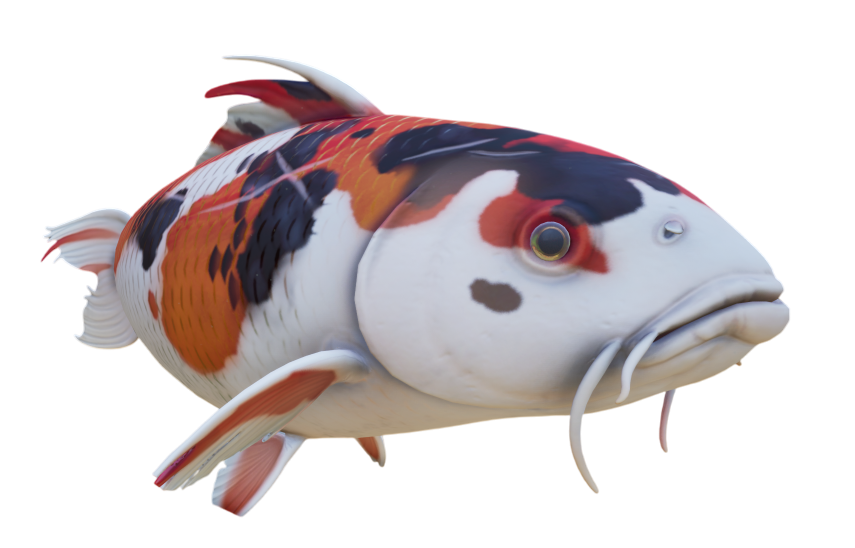 Koi fish