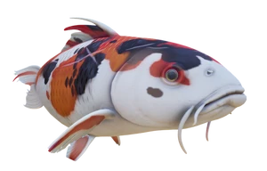 Koi Fish