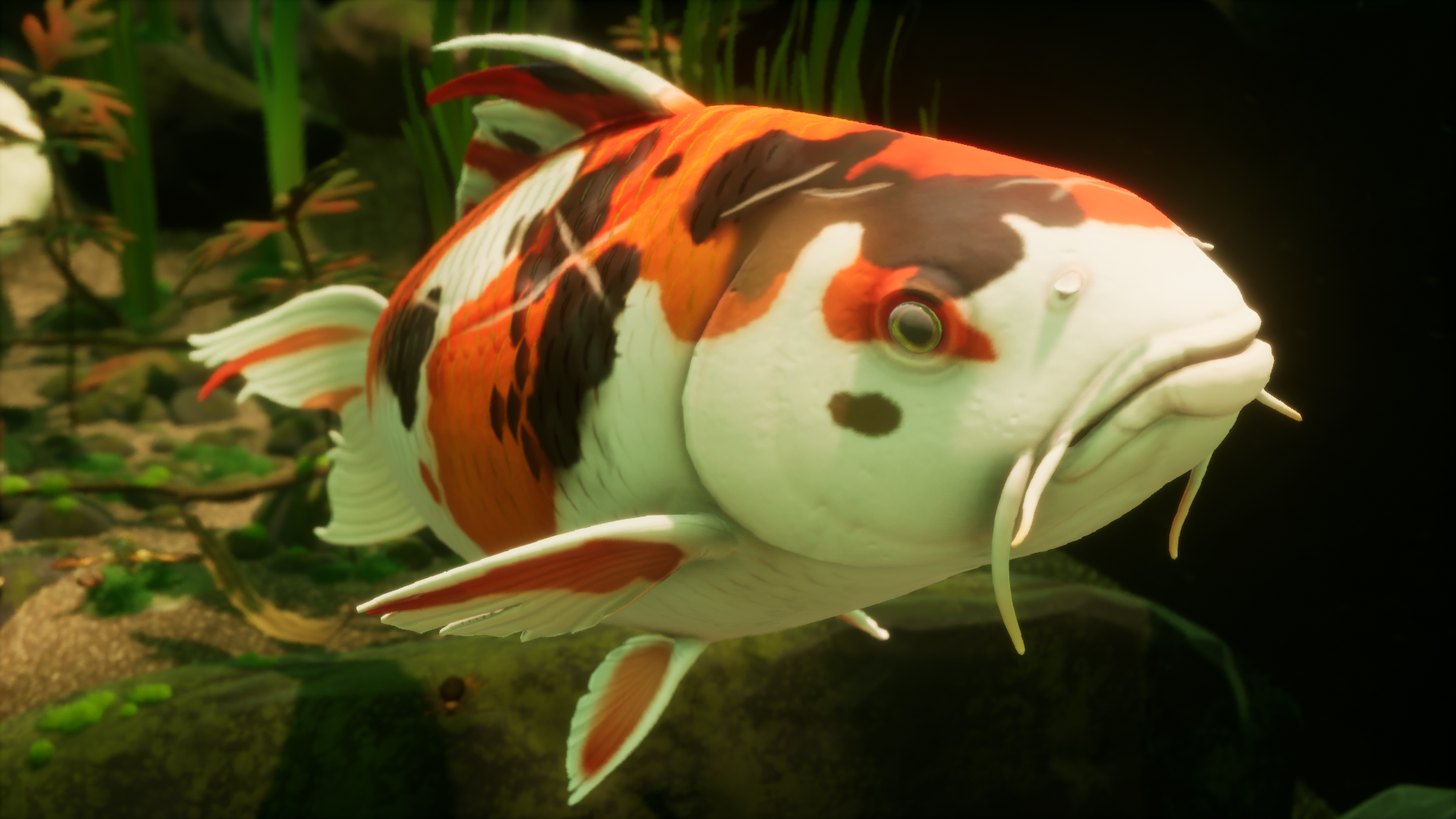 Koi fish top shop near me