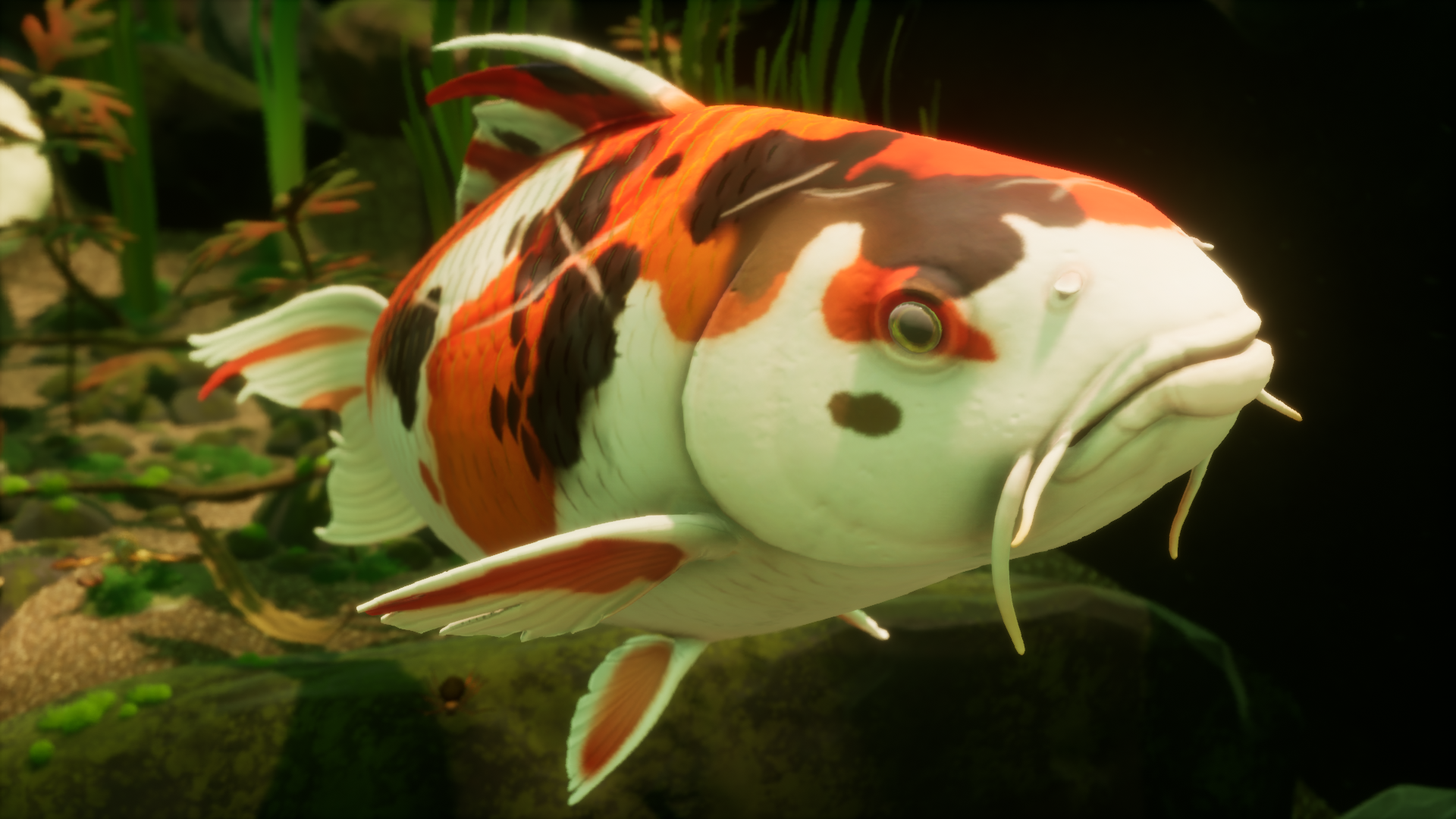 Koi fish