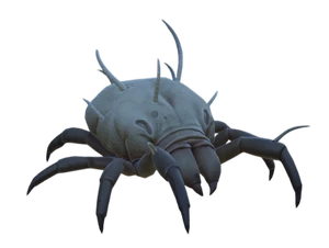 Dust Mite