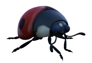 Ladybug