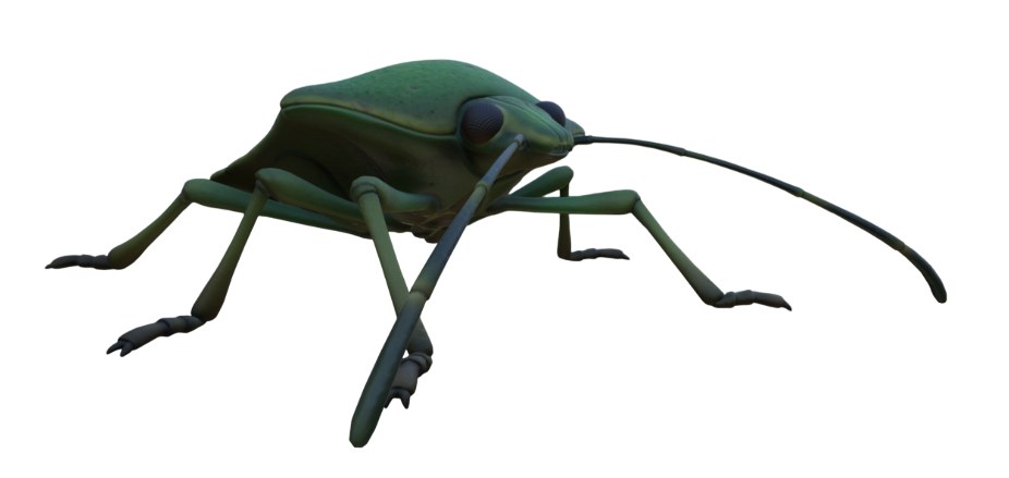 Green Shield Bug, Grounded Wiki