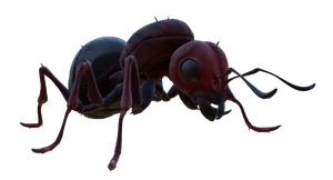 Fire Ant Queen