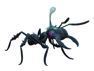 Infected Soldier Ant