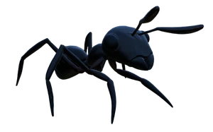 Black Worker Ant