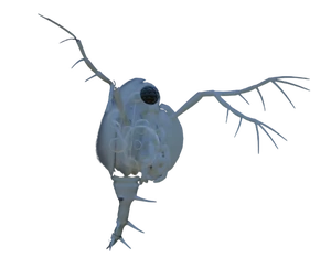 Spiny Water Flea