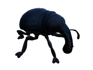 Weevil