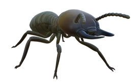Termite Soldier