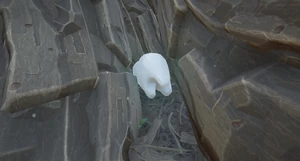 Milk Molar Oak1