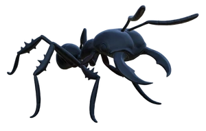Black Soldier Ant