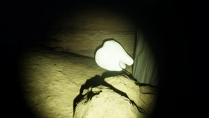 Milk Molar Undershed5