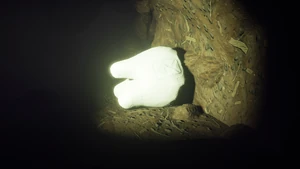 Milk Molar Ladybird1