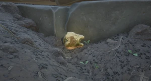 Mega Milk Molar Grass2