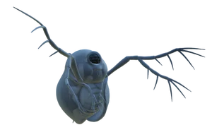 Water Flea