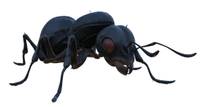 Black Ant Queen
