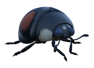 Ladybird