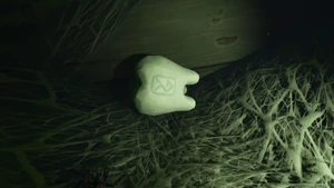 Milk Molar Brawny Boy2