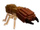 Termite