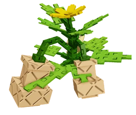 Butternut Squash plant