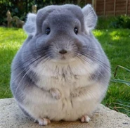 Irlchinchilla.png (1.84 MB) The real-life counterpart of the chinchilla pet.