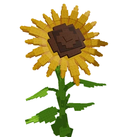 SunflowerRenderCrop