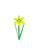 Daffodil