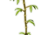 Bamboo Tree