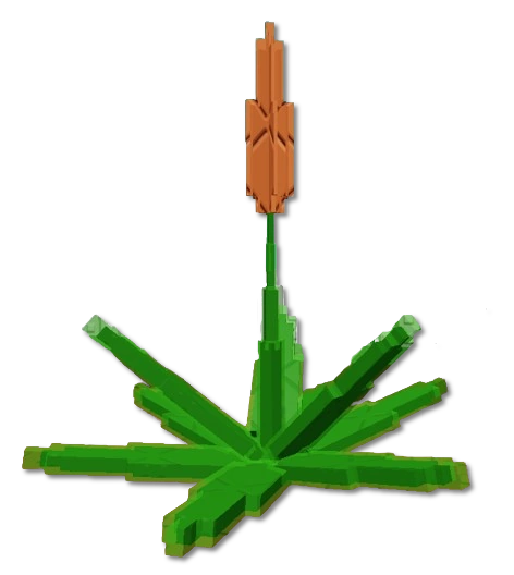 Succulent