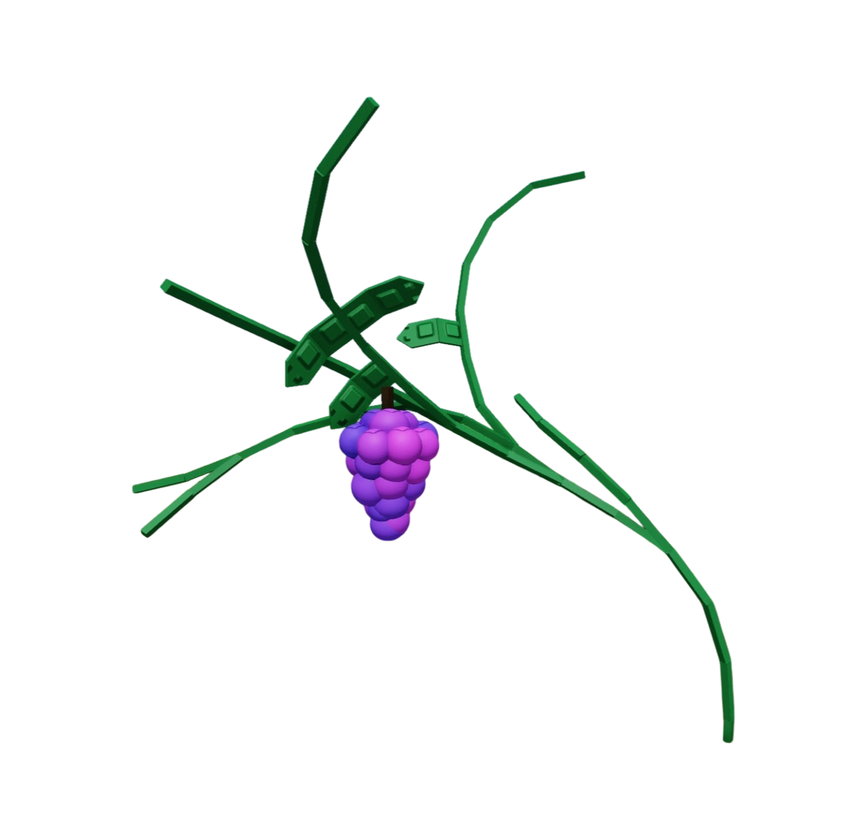 Grape