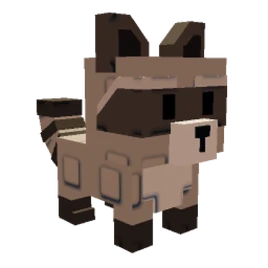 Raccoon