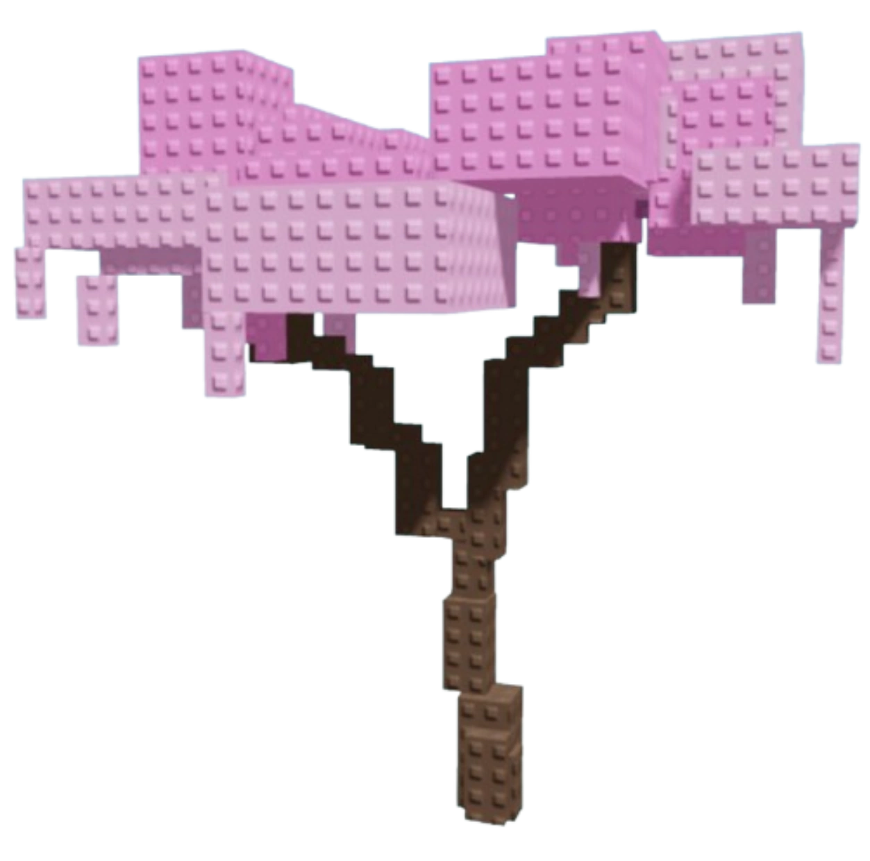 Cherry Blossom